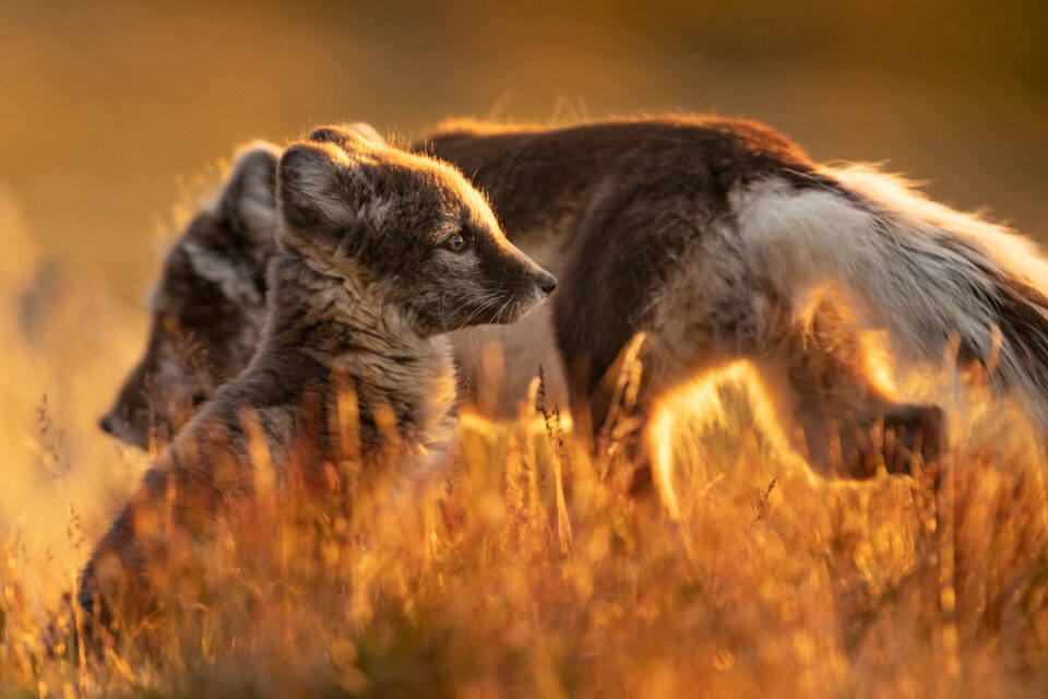 Zorros árticos - Cristina Abilleira - Fotografía de naturaleza