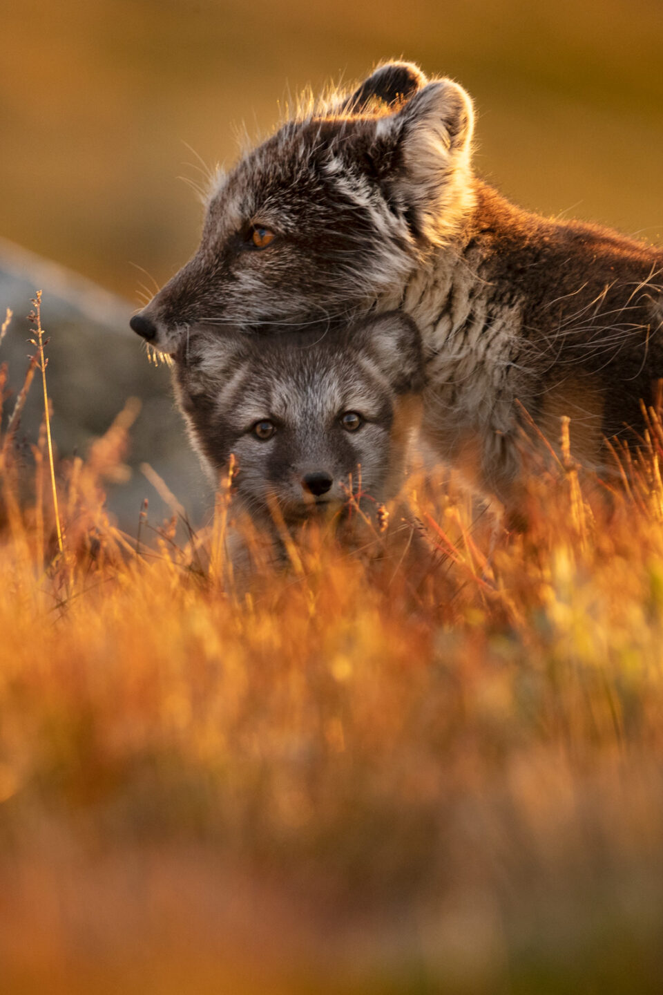 Cachorro zorro ártico con adulto - Cristina Abilleira - Fotografía de naturaleza