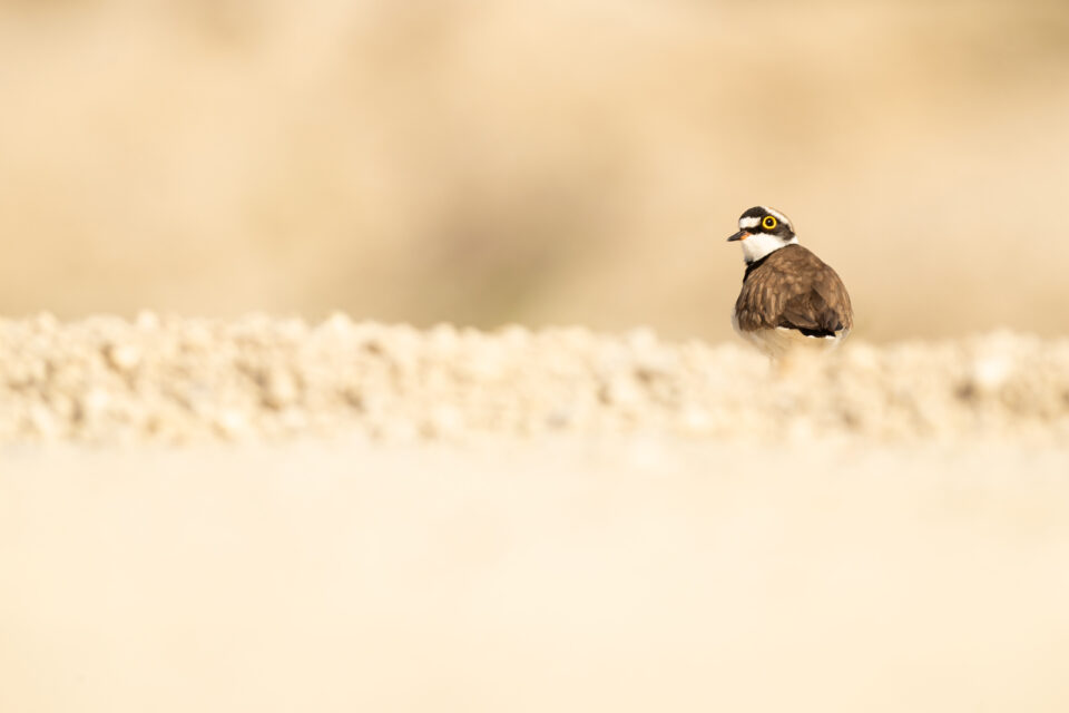 Chorlitejo chico - Cristina Abilleira - Fotografía de naturaleza