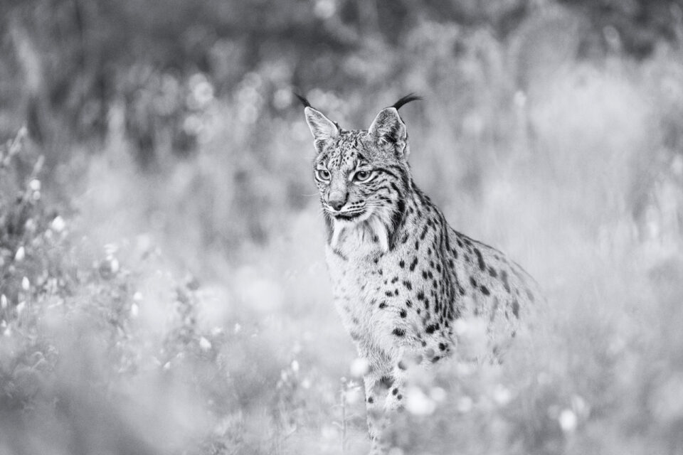 Lincesa bn - Cristina Abilleira - Fotografía de naturaleza