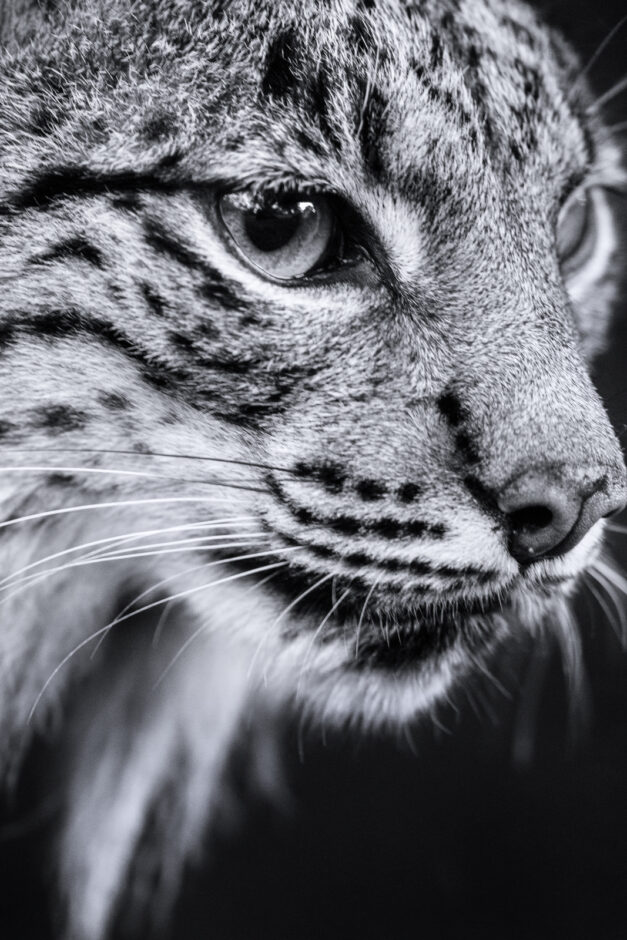 Primer plano ojos lince - Cristina Abilleira - Fotografía de naturaleza