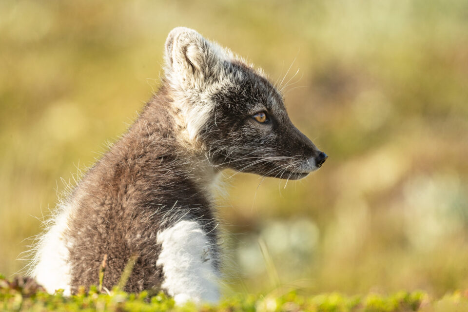 Retrato zorro ártico - Cristina Abilleira - Fotografía de naturaleza