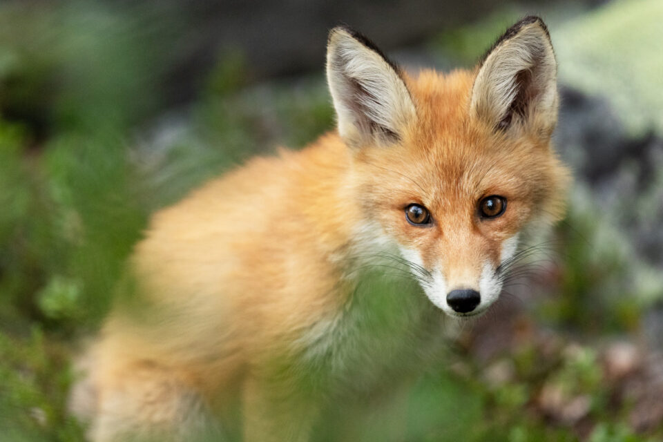 Zorro rojo cachorro - Cristina Abilleira - Fotografía de naturaleza