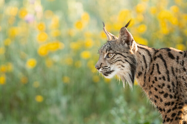 Retrato lince flores - Cristina Abilleira - Fotografía de naturaleza