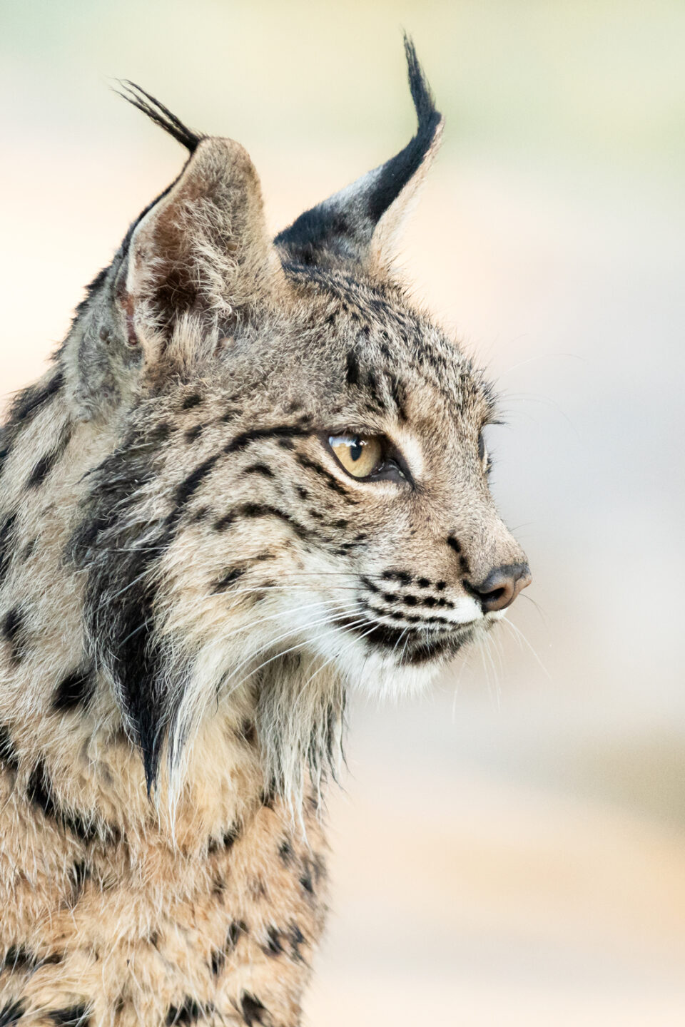Retrato perfil lince - Cristina Abilleira - Fotografía de naturaleza