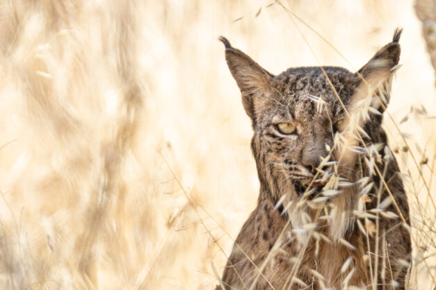Retrato lince verano - Cristina Abilleira - Fotografía de naturaleza
