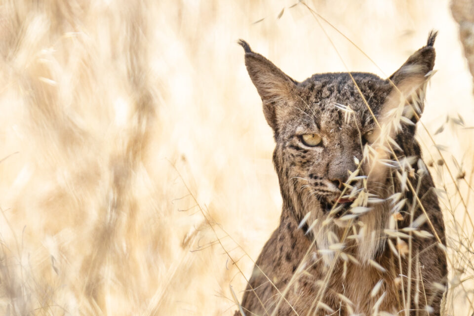 Retrato lince verano - Cristina Abilleira - Fotografía de naturaleza