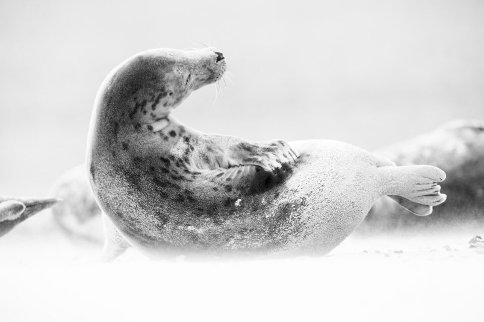 Foca bn - Cristina Abilleira - Fotografía de naturaleza