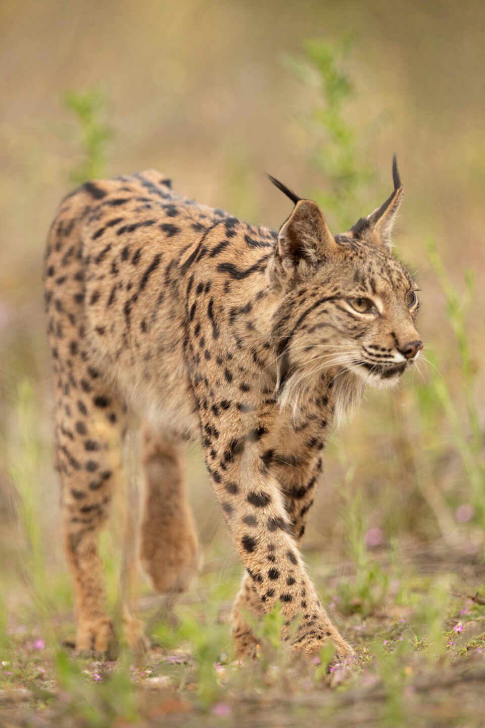Lince caminando - Cristina Abilleira - Fotografía de naturaleza