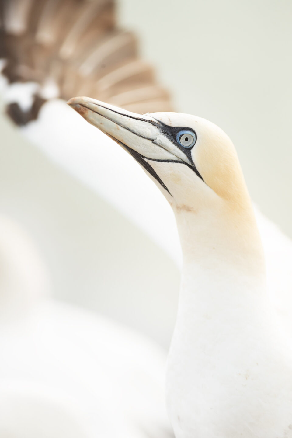 Alcatraz - Cristina Abilleira - Fotografía de naturaleza