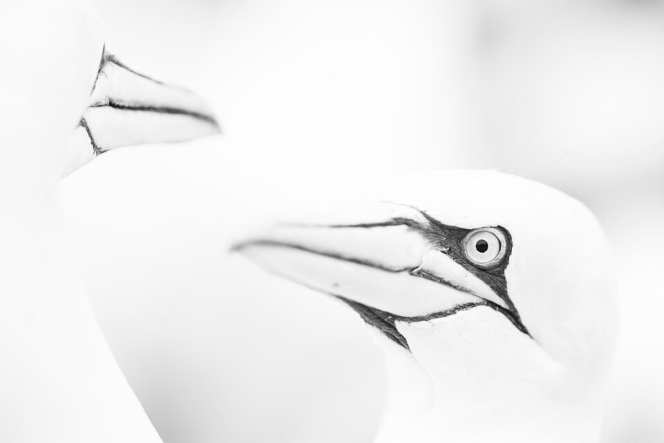 Alcatraz bn - Cristina Abilleira - Fotografía de naturaleza