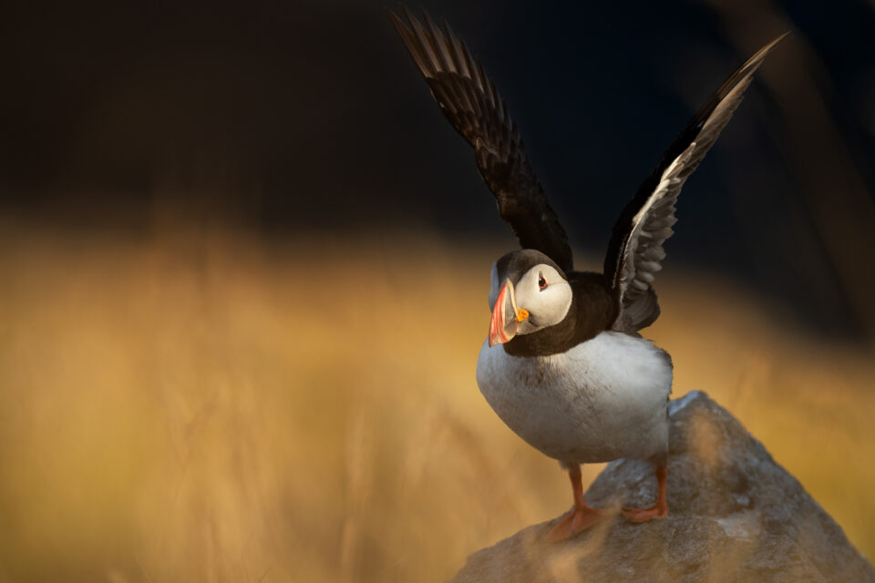Frailecillo - Cristina Abilleira - Fotografía de naturaleza