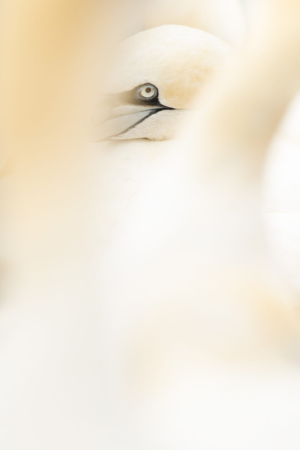 Alcatraz con desenfoques - Cristina Abilleira - Fotografía de naturaleza