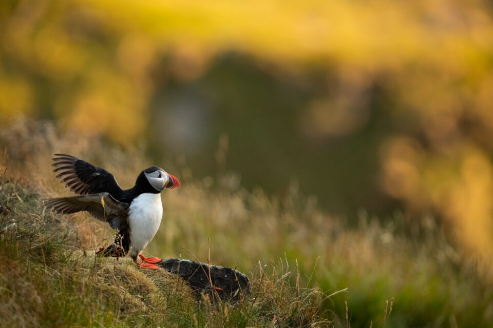 Frailecillo runde - Cristina Abilleira - Fotografía de naturaleza