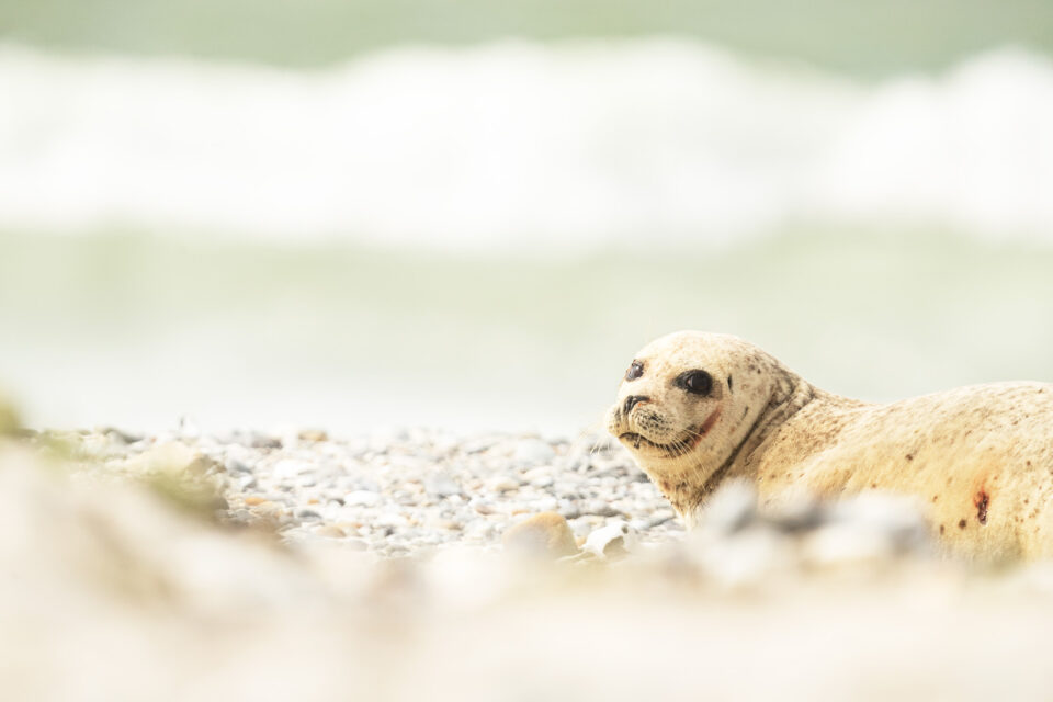 Foca en playa - Cristina Abilleira - Fotografía de naturaleza