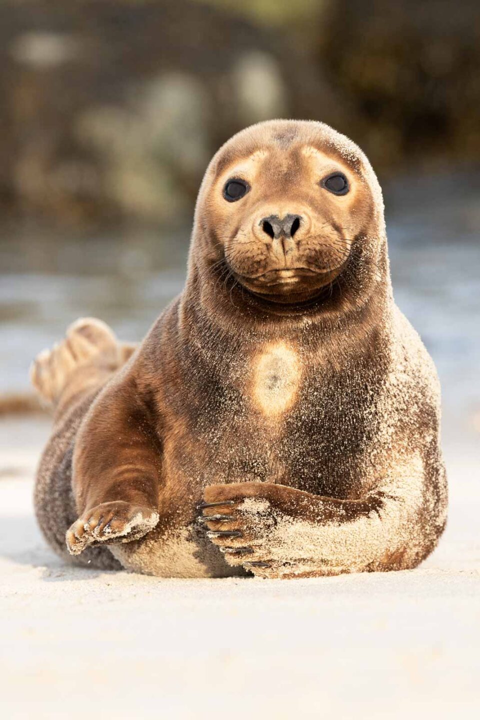 Retrato de foca marrón