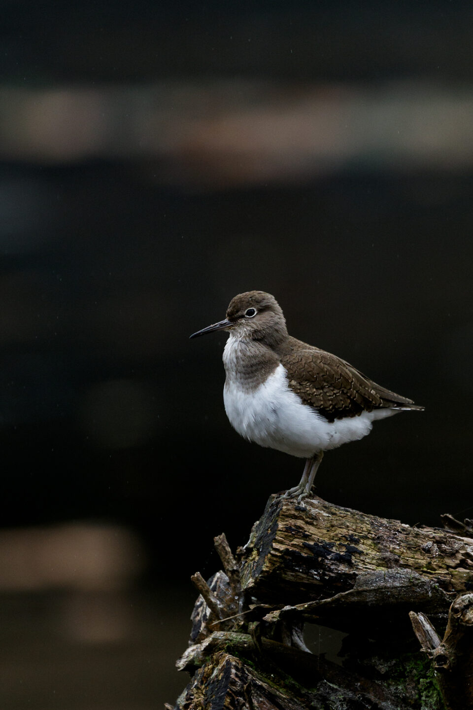 Ave Xunqueira - Cristina Abilleira - Fotografía de naturaleza