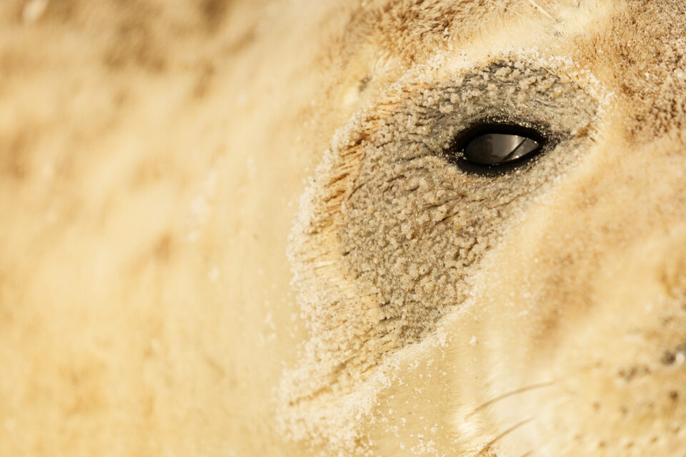 Ojos foca gris - Cristina Abilleira - Fotografía de naturaleza