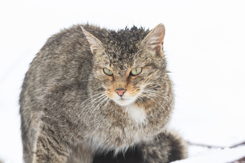 Gato montés en nieve - Cristina Abilleira - Fotografía de naturaleza