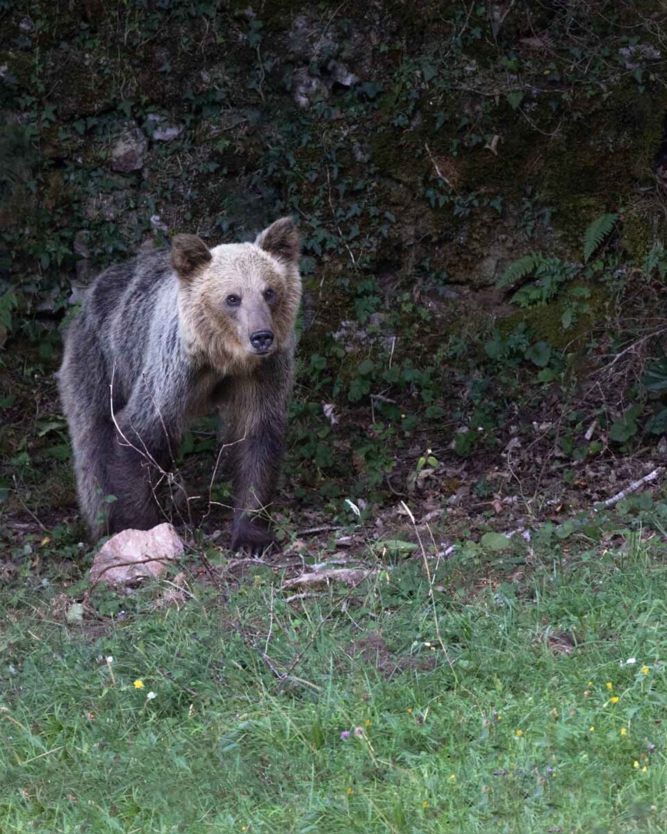 Osa en libertad zona de Somiedo