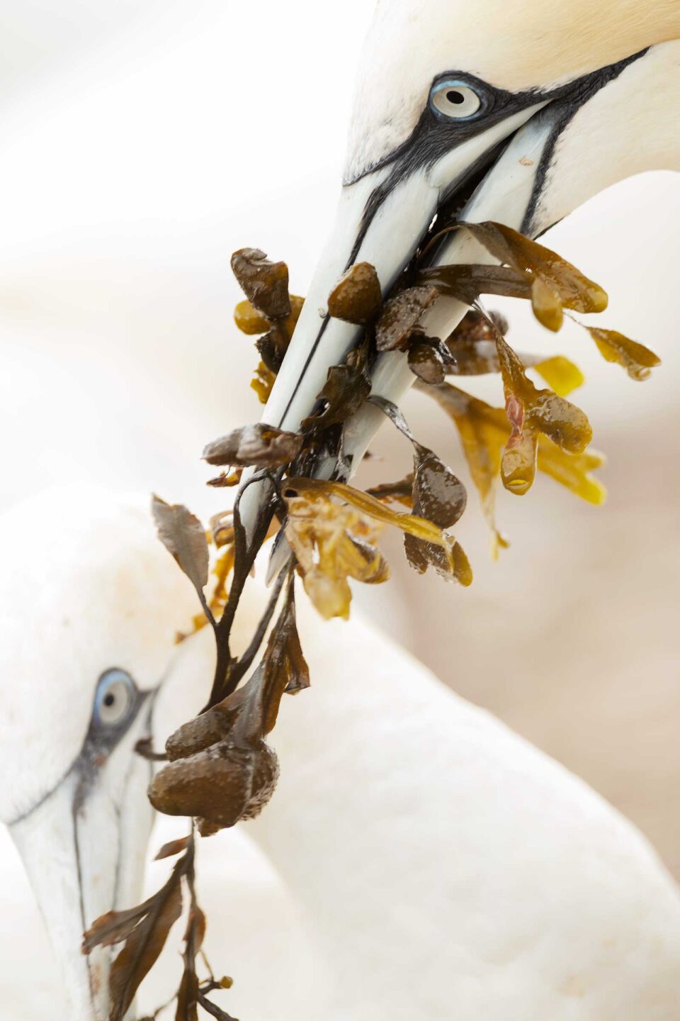 Alcatraces llevando algas para el nido