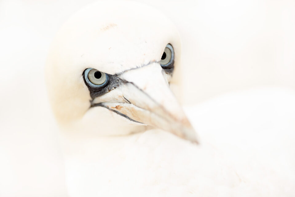 Retrato de alcatraz con fondo blanco
