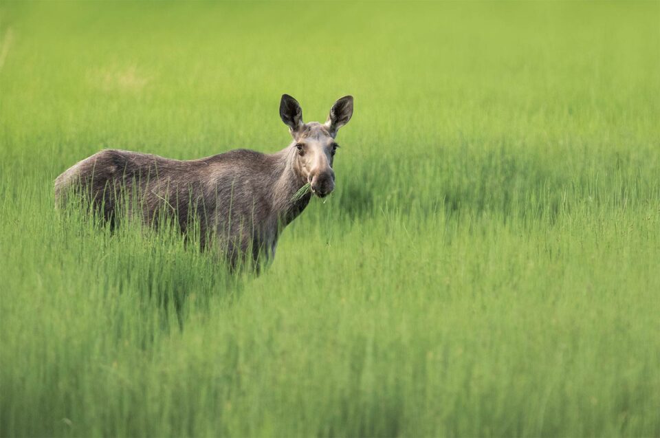 Alce hembra comiendo en entorno verde