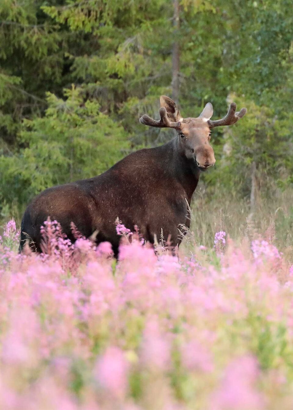 Alce macho en paisaje con flores rosas