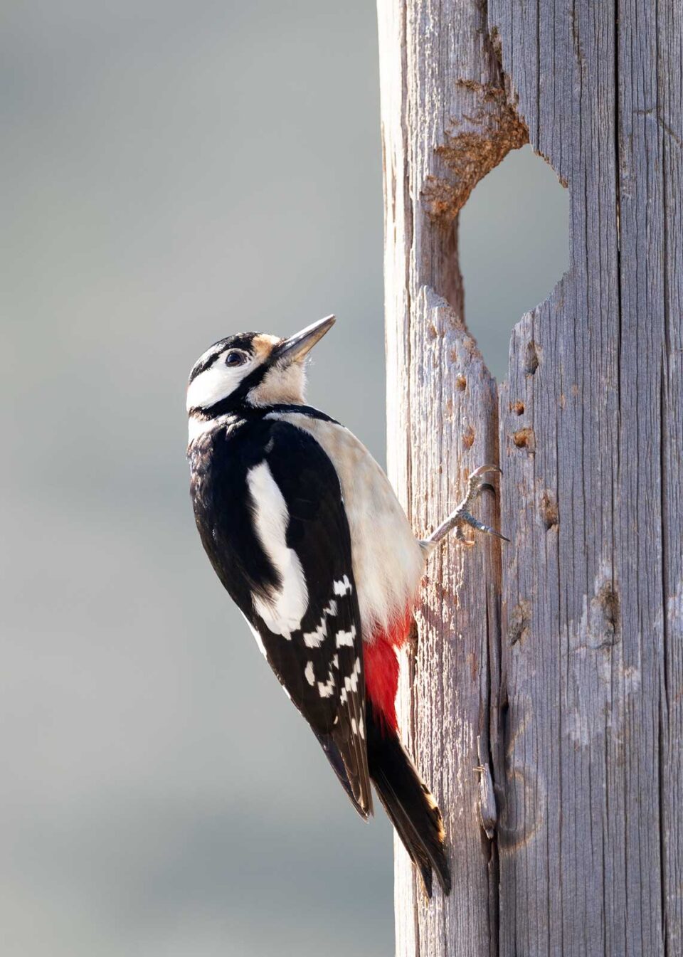 Picapinos sobre tronco