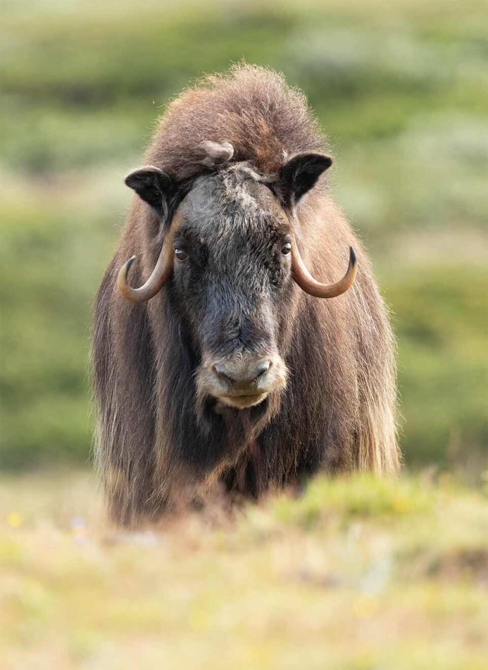 Retrato de buey almizclero a color