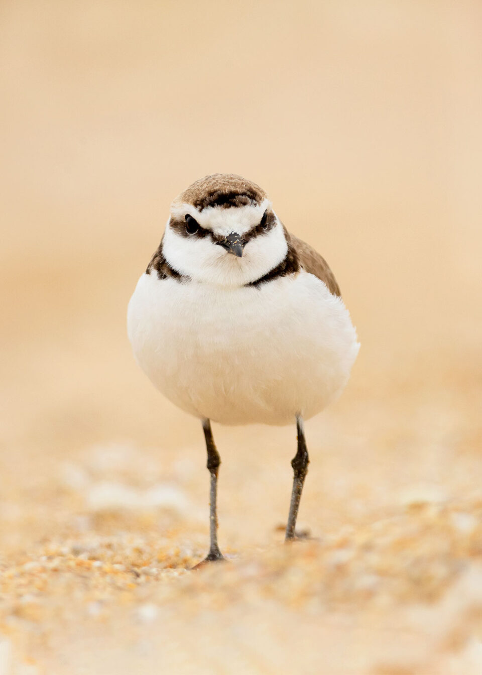 Retrato chorlitejo chico