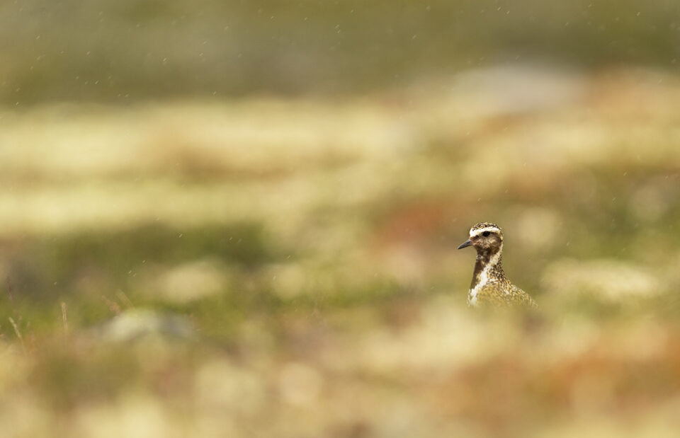 Chorlito dorado en las tundras noruegas
