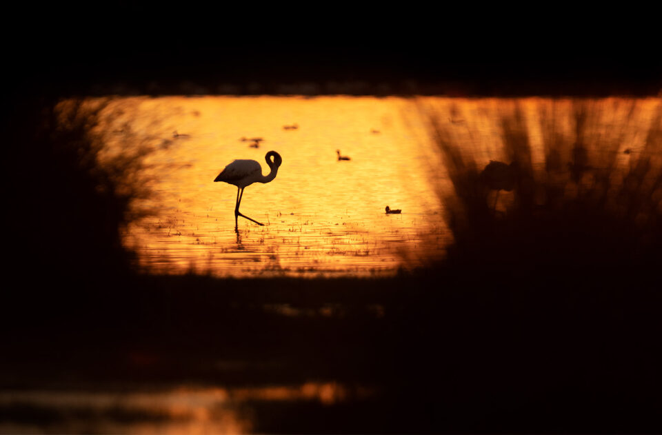 Silueta de un flamenco al anochecer