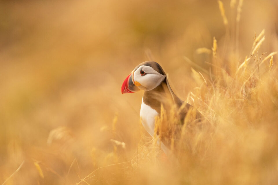 Frailecillo con las luces doradas del anochecer