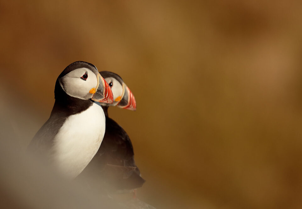 Pareja de frailecillos al anochecer