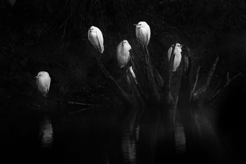 Garcetas en blanco y negro
