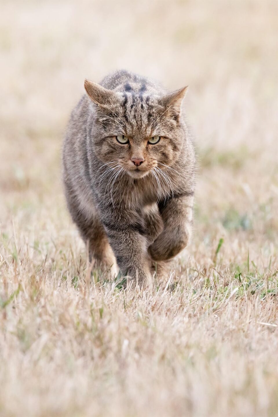Gato montés caminando de frente