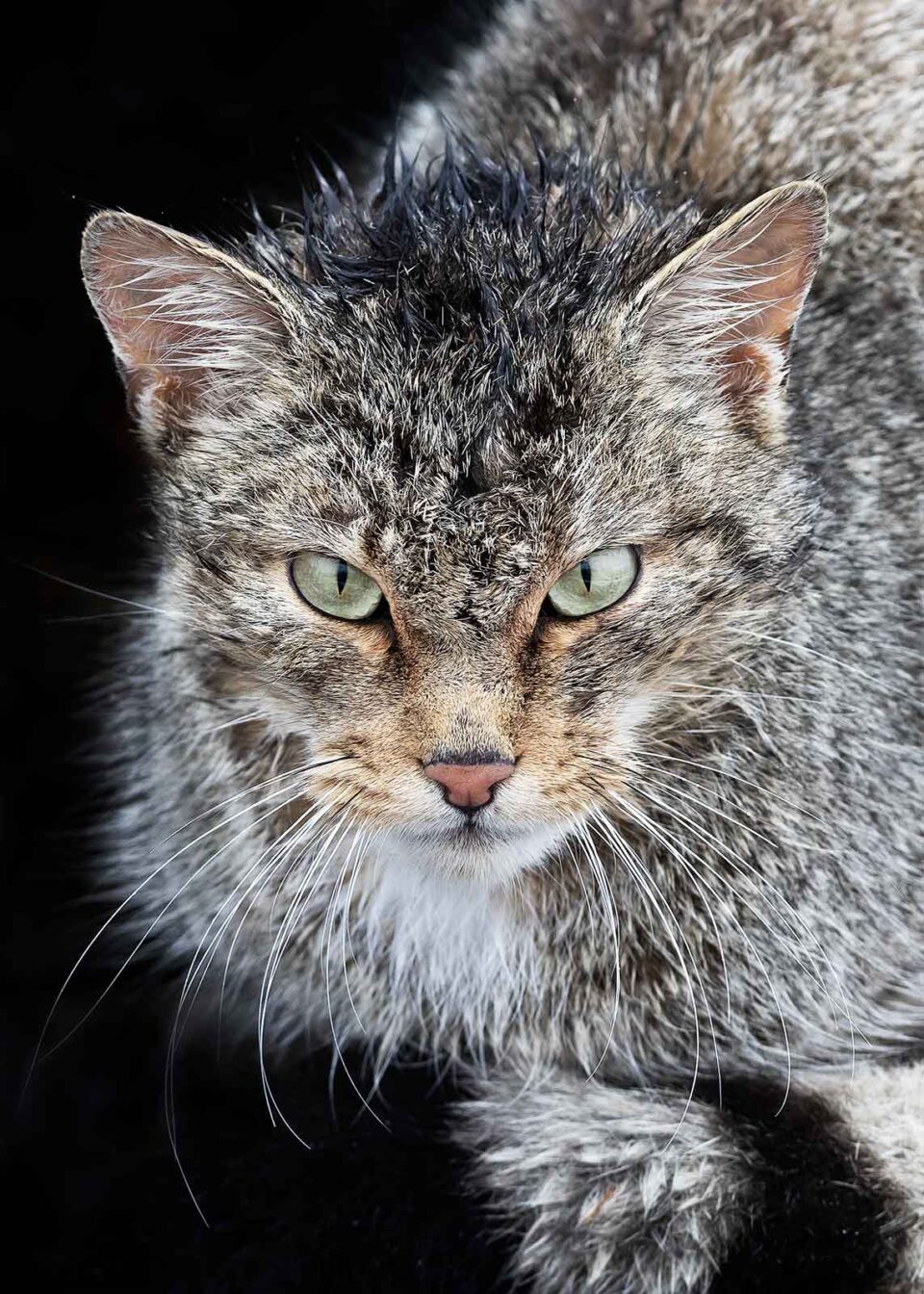 Gato montés mojado por la nieve