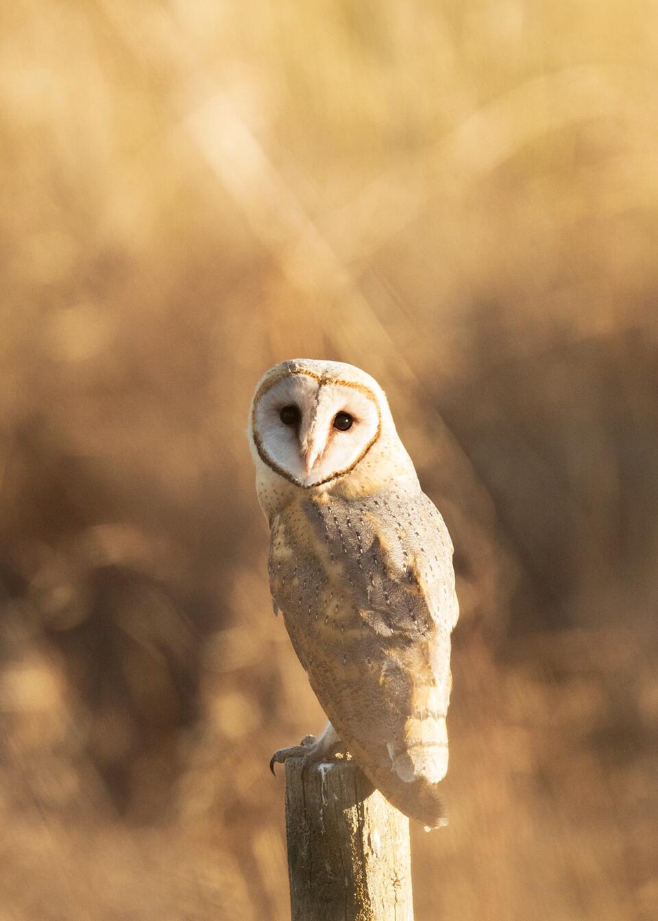 Lechuza blanca al anochecer