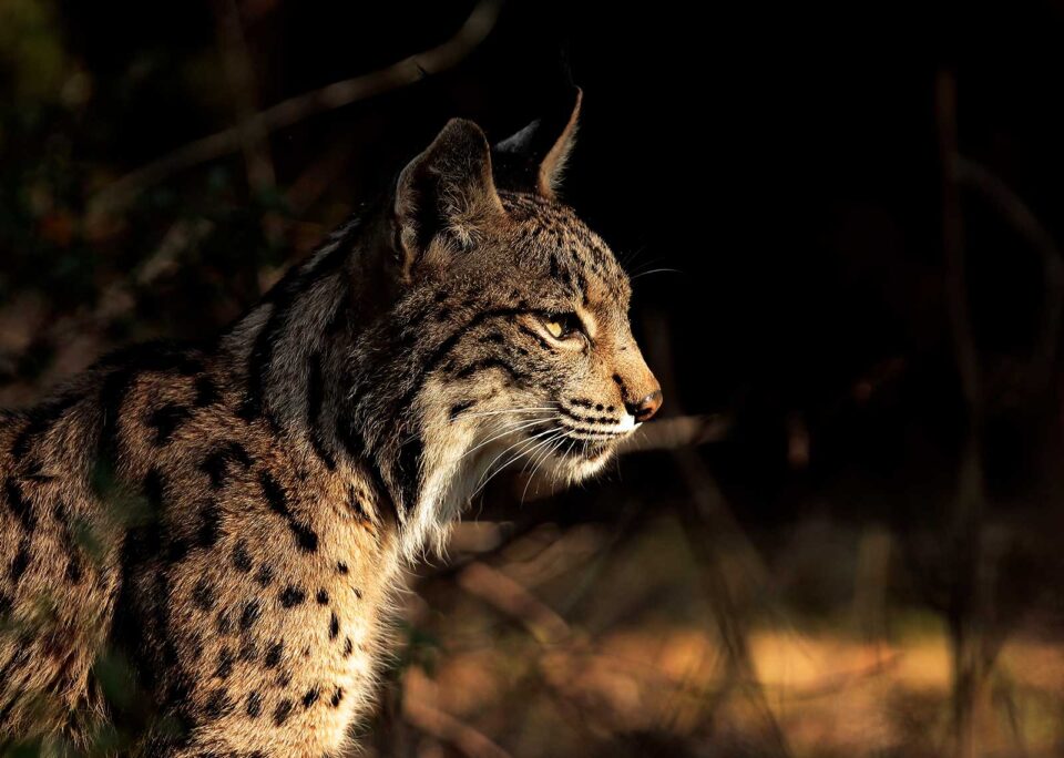 Lince ibérico al anochecer