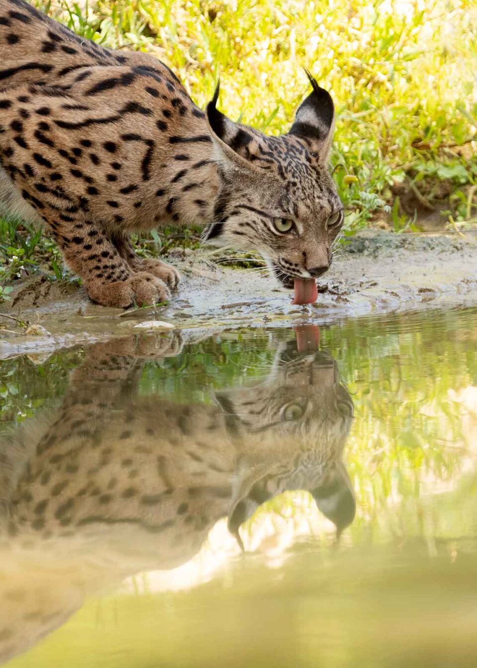 Lince ibérico bebiendo en un charco
