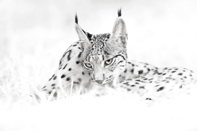 Retrato de lince ibérico en blanco y negro