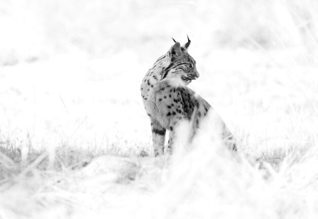 Lince ibérico en blanco y negro