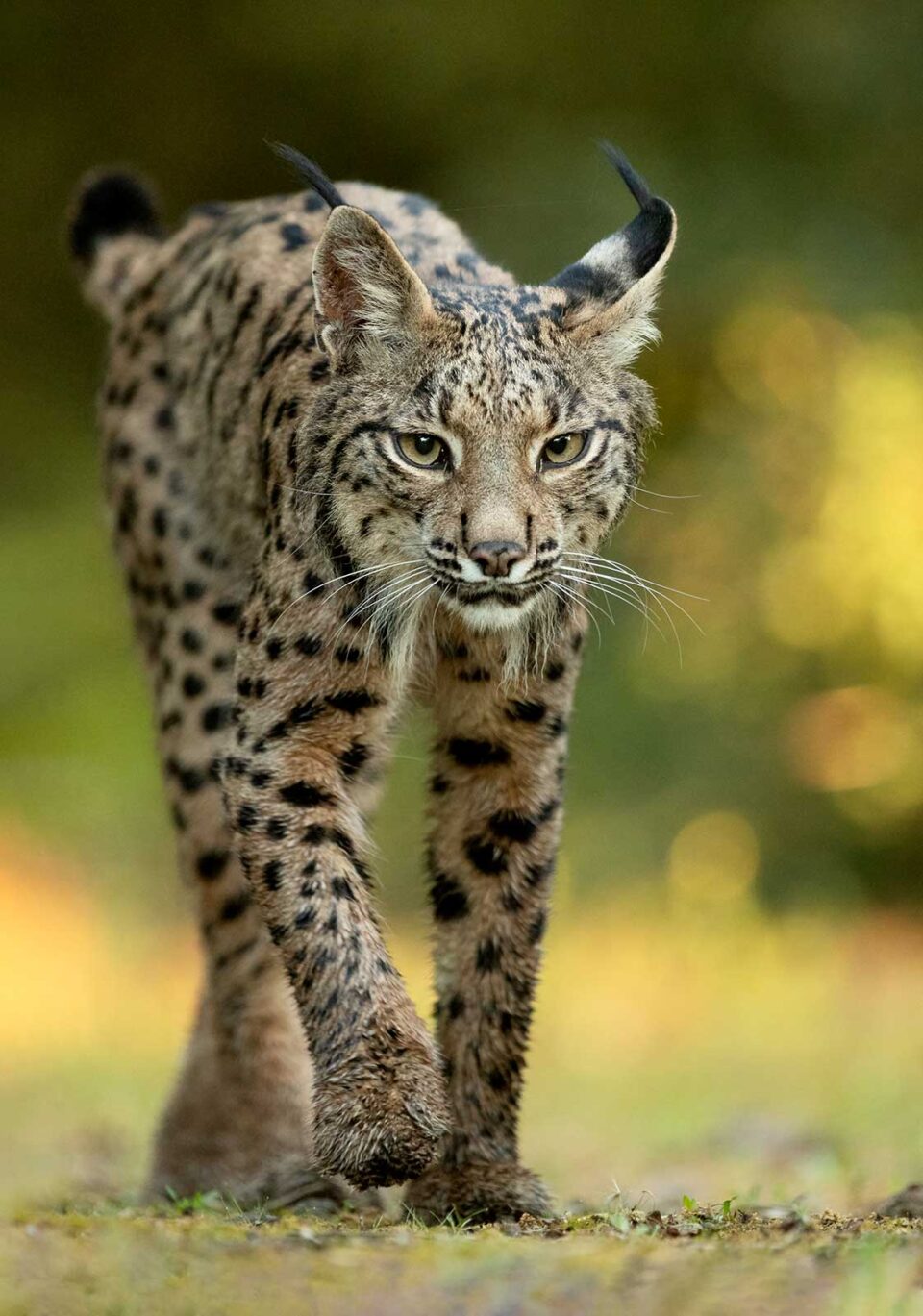 Lince ibérico caminando de frente