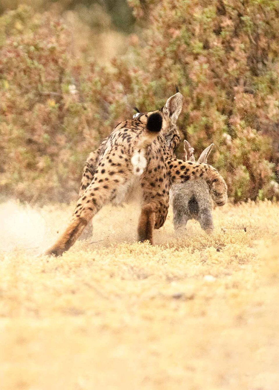 Lince ibérico cazando conejo