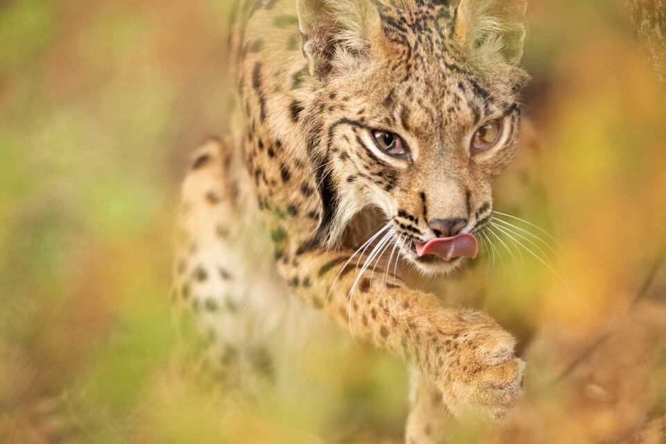 Primer plano de rostro de lince ibérico aseándose
