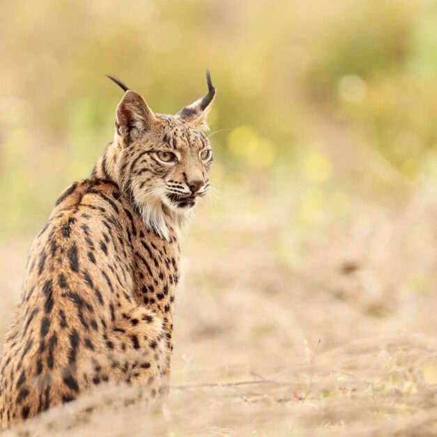 Retrato de lince ibérico a color