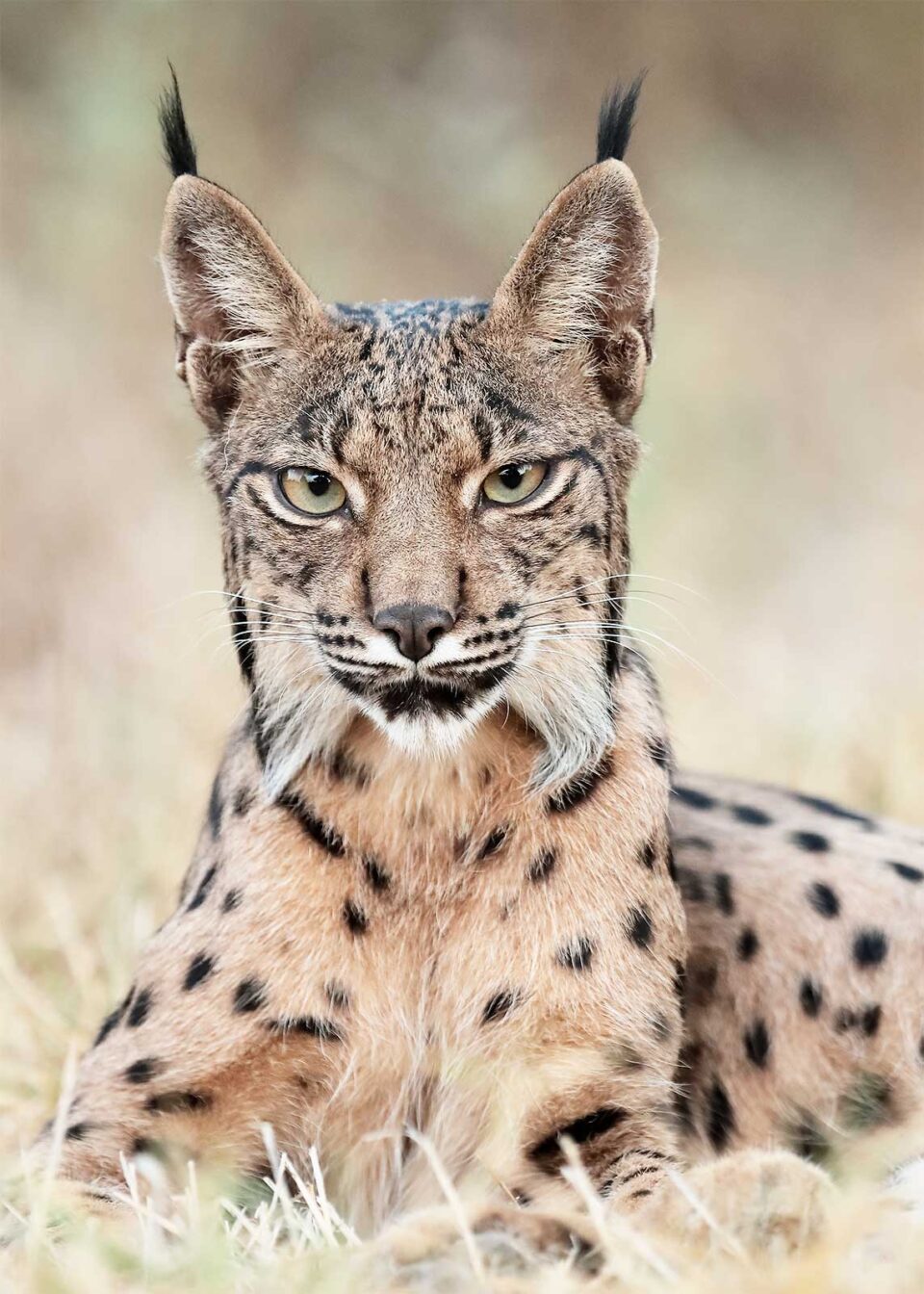Retrato de ejemplar juvenil de lince ibérico