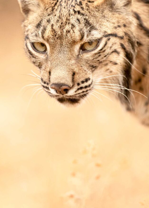 Primer plano ojos lkince ibérico mirando hacia adelante