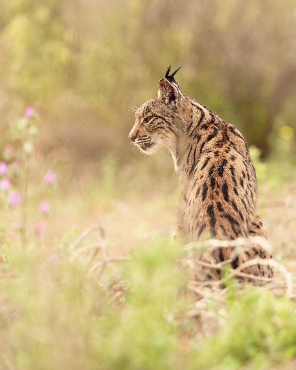 Lince ibérico entre flores con desenfoque